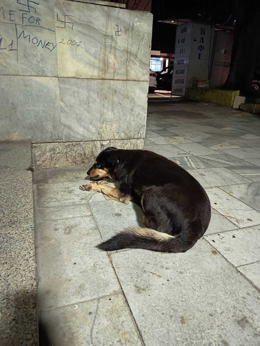 Бубка търси дом!