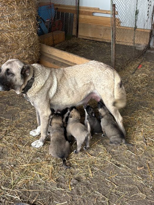 Puiuti kangal de vanzare