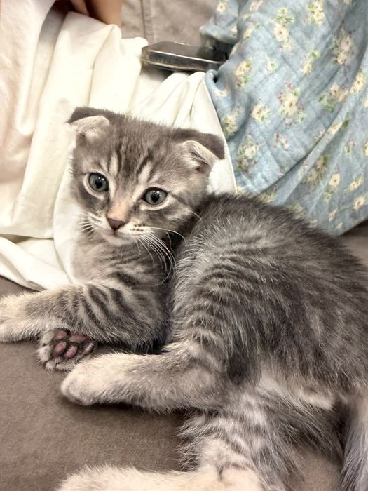 Шотландский вислоухий котенок