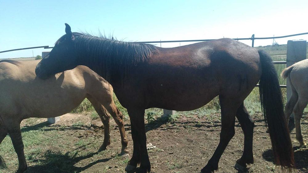 Продам яловую кобылу 5 лет