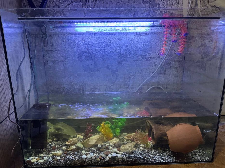 Продам аквариум с водяной черепахой тртоникс.