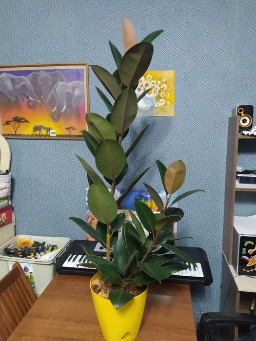 Фикус каучуконосный