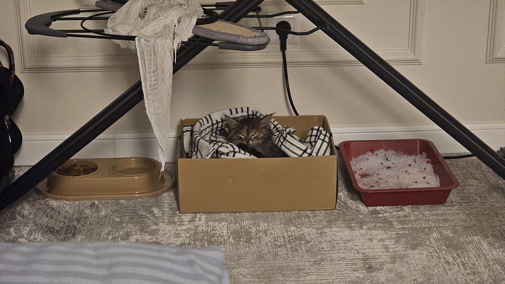 Котенок, 2 месяца, отдаем в добрые руки