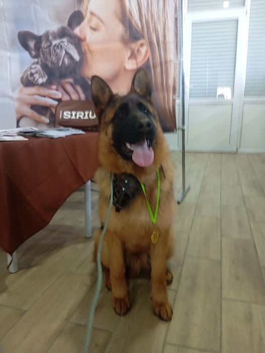 Щенок немецкой овчарки.