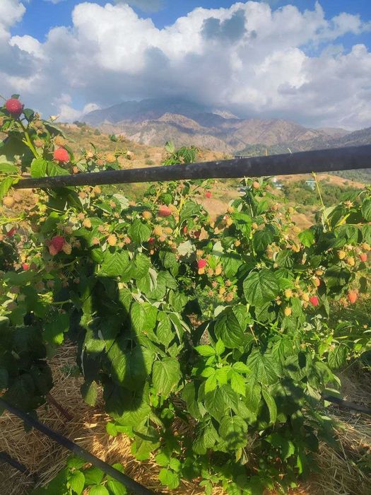 Малина Делнива, Маравилла, Энросадира, Полка, Полана