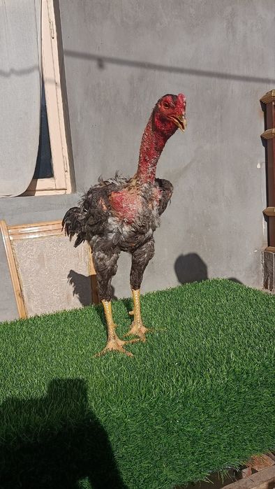 Dakan xoroz sotiladi