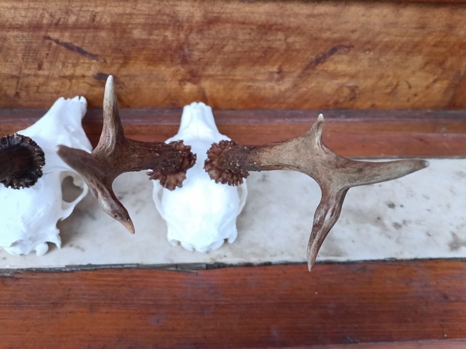 Трофей от сръндаци.Рога.2бр
