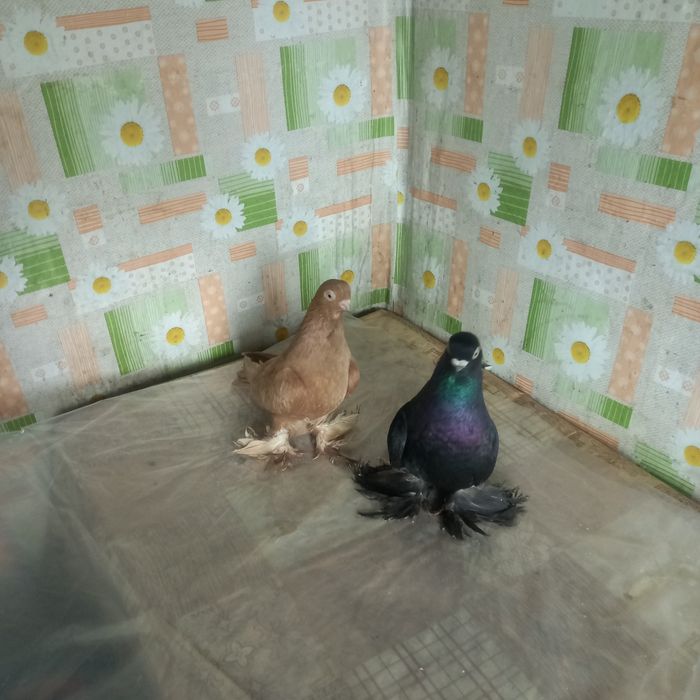 Голуби молоносые пара