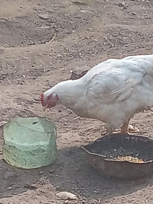 Бролер 5 кг кормили зерной хороший опитита для мяса