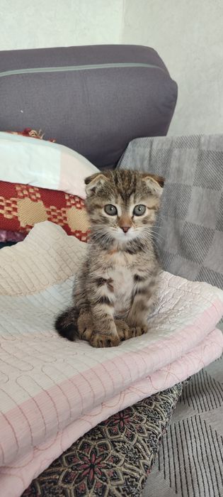 Котик продаю висалуха