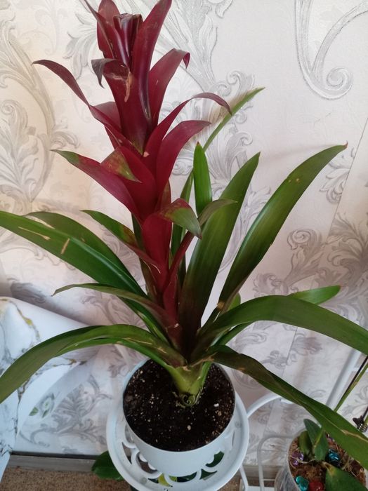 Продам комнатный растения