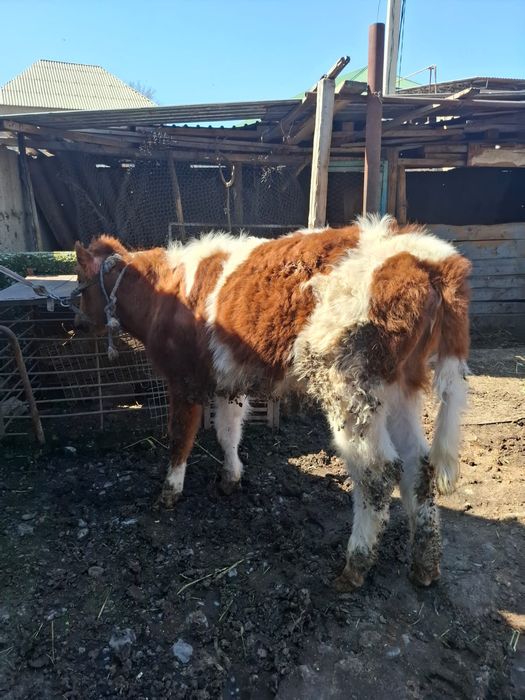 Ұрғашы тана сатылады