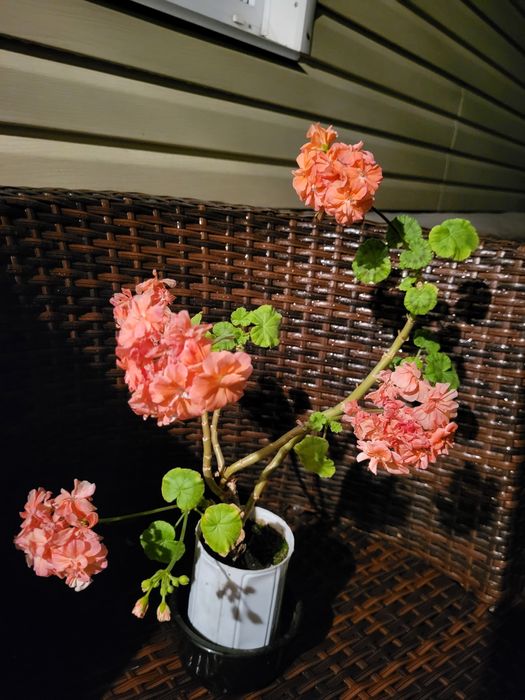 Герань разного цвета