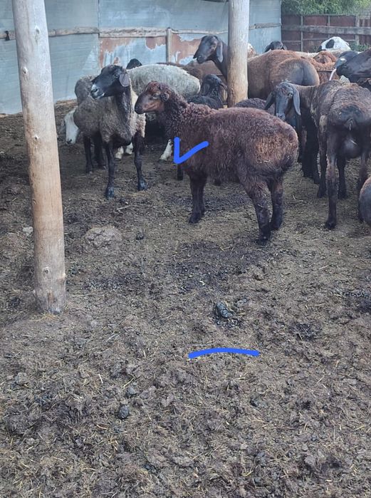 Продам кошкарчика !!!