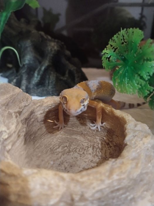 Продается эублефар