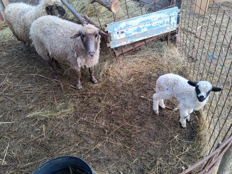 De vânzare 2 bucăți