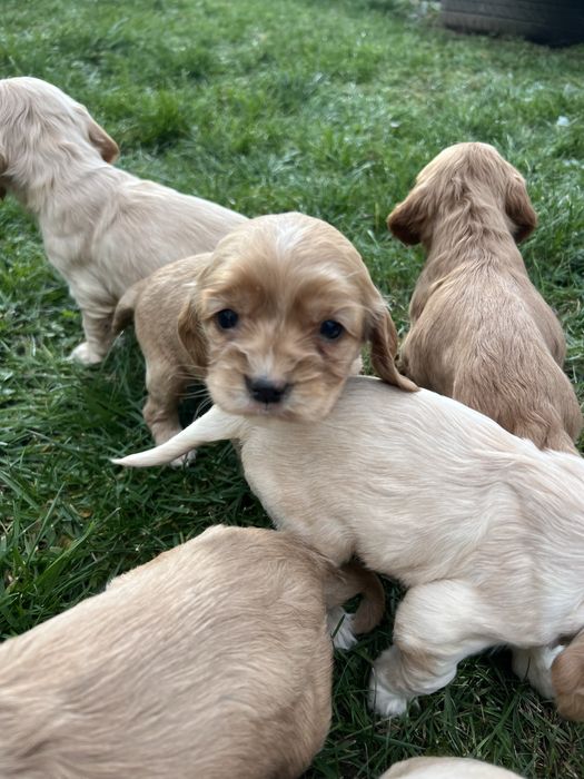 Кокер шпаньол