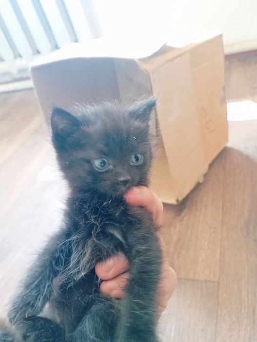 Котята чисто черные