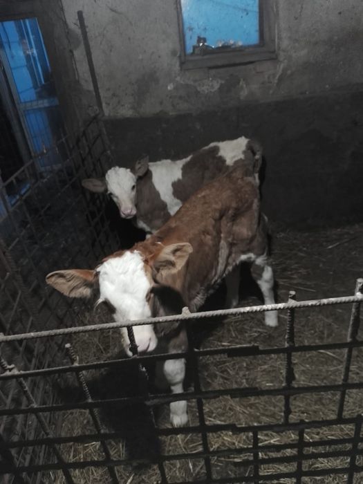 Vând 3 tăurași și o vițică