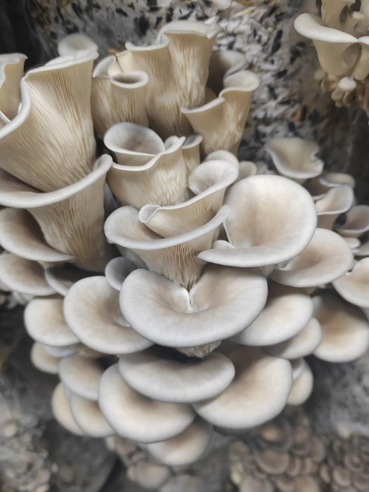 Грибы вешенка свежие