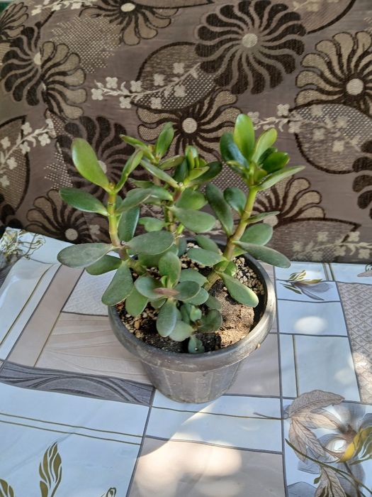 Продам алое и толстянку денежное дерево