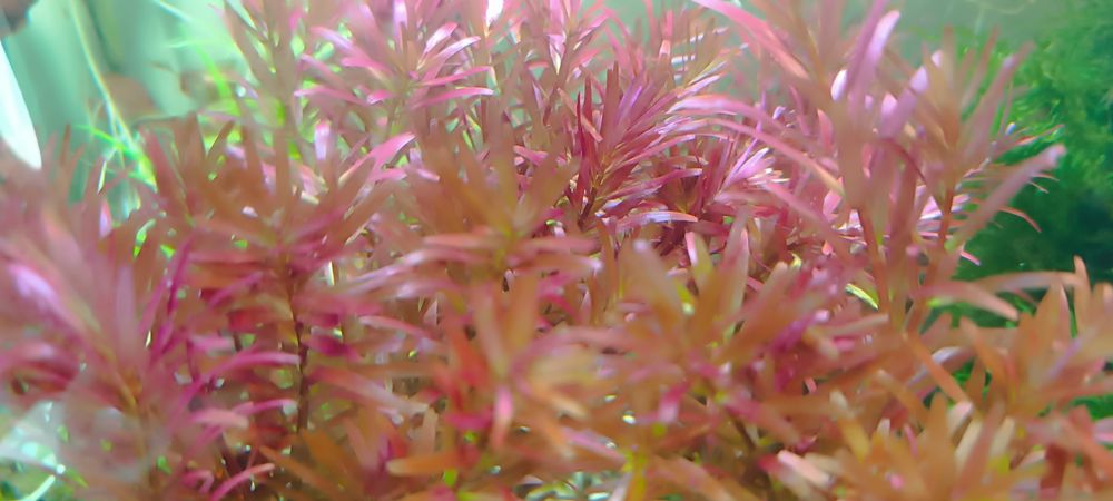 Rotala rotundifolia, plante acvariu