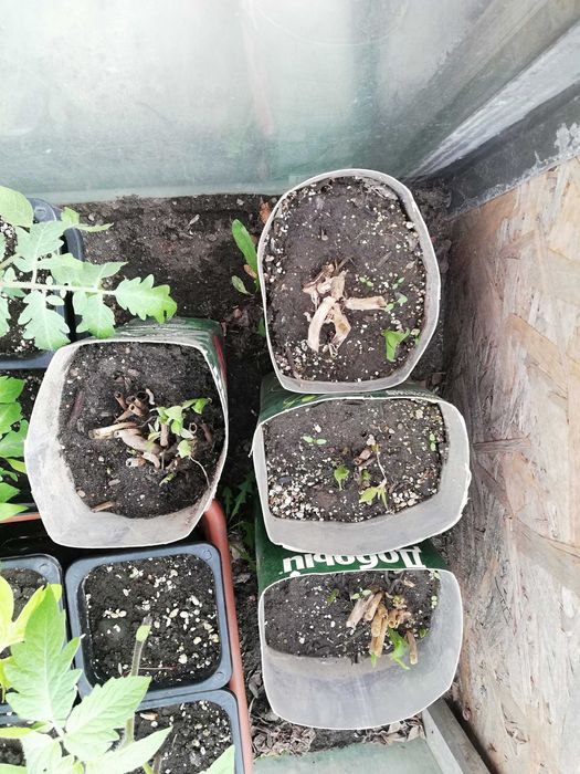 Продам саженцы  Альстромери