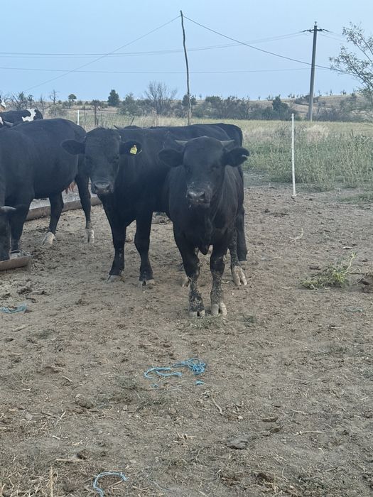 Tauri Metisi de vanzare