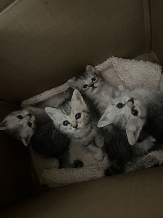 котики, мысыктаар