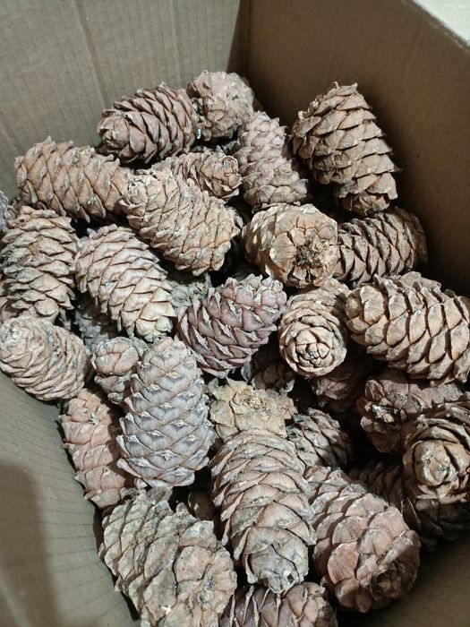 Продам кедровые шишки ,