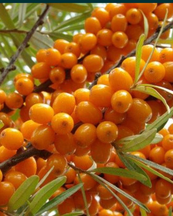 Продам местные саженцы