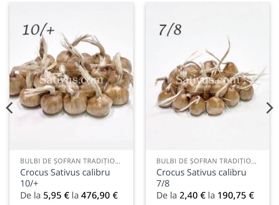 Bulbi șofran mărimi calibru 8-9 și 10+ disponibili în luna iulie