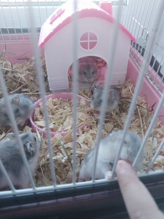 Продам джунгарских хомяков