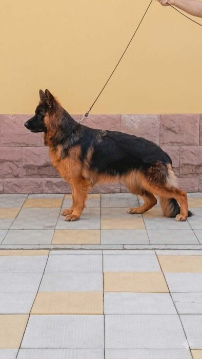 Ciobănesc german cu parul lung