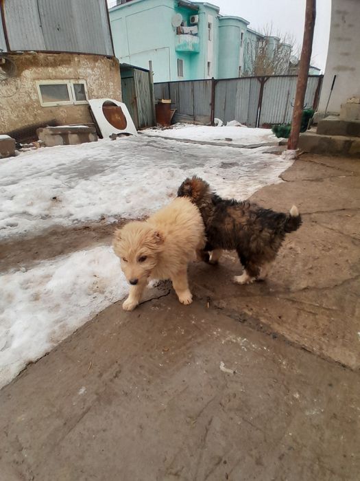 Төбет күшік сатылады