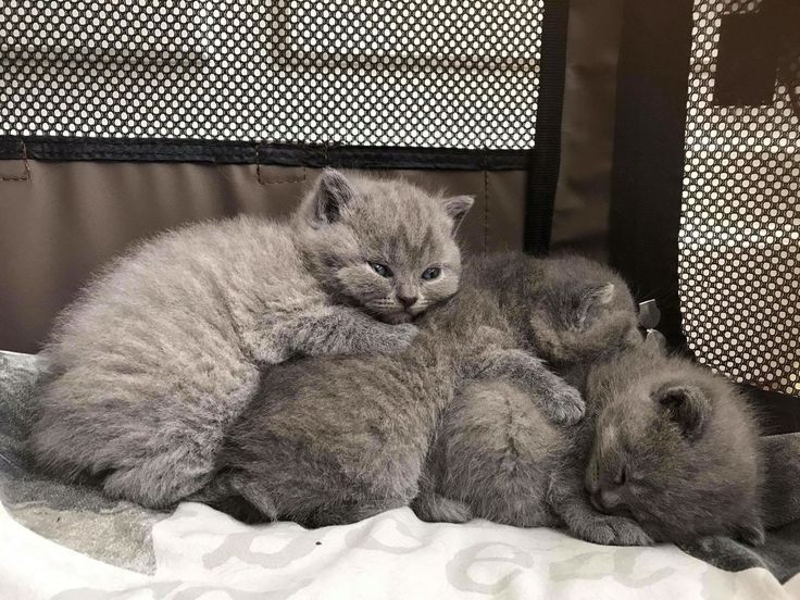 Продаются британские котята