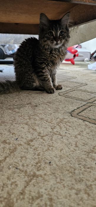 Котёнок бесплатно