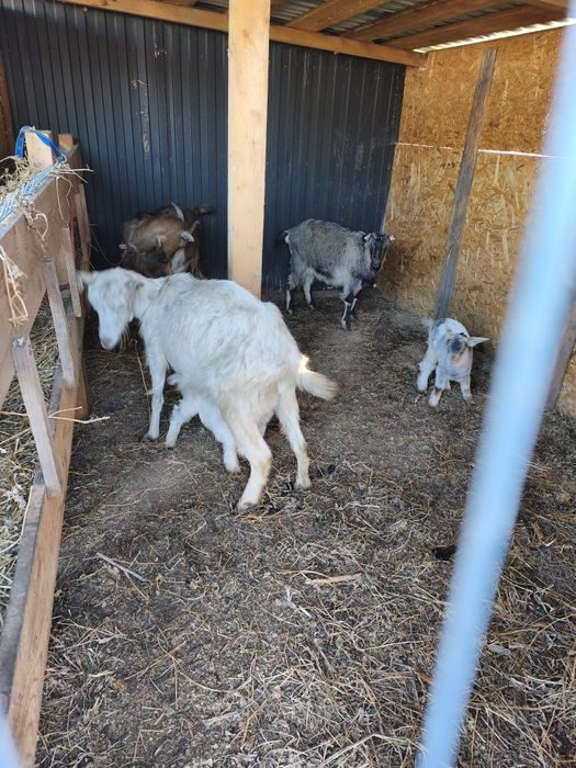 Capre pe lapte 2 fatate urmeaza si a 3a