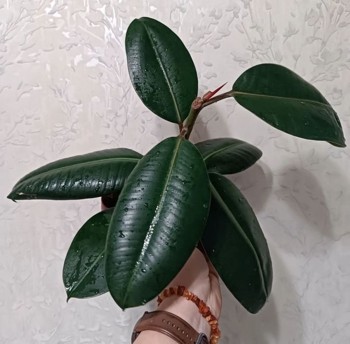 Комнатные растения