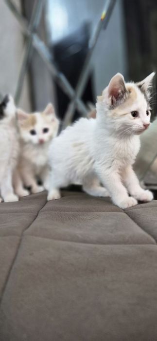 Пристройство кошечки и котят по отдельности можно