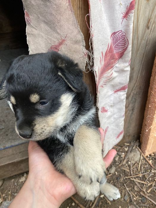 Маленькие щенята. Отдам СРОЧНО