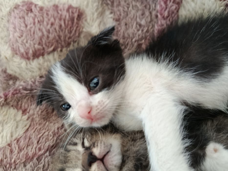 Продам конка скоттиш фолд