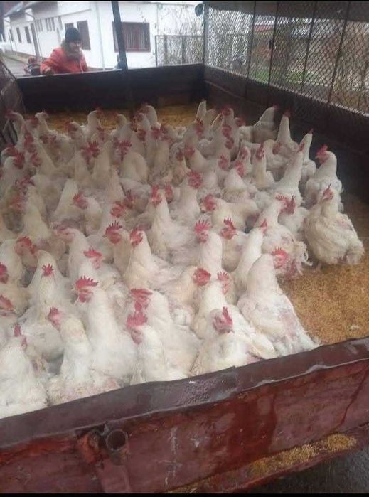 Gaini albe de carne si gaini rosii ouatoare