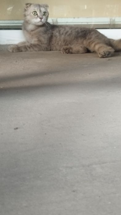 Scottish fold sotiladi