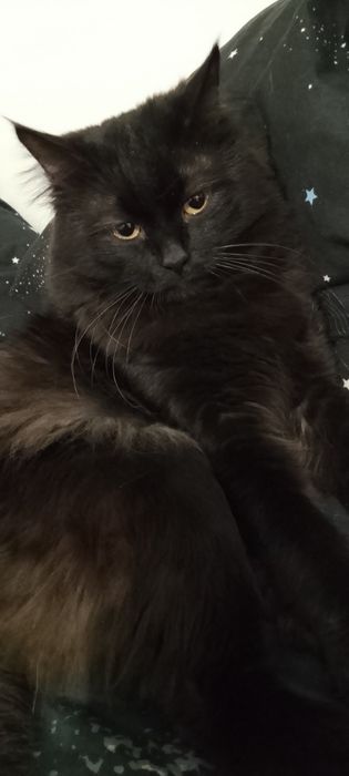 Кот для вязки сибирский