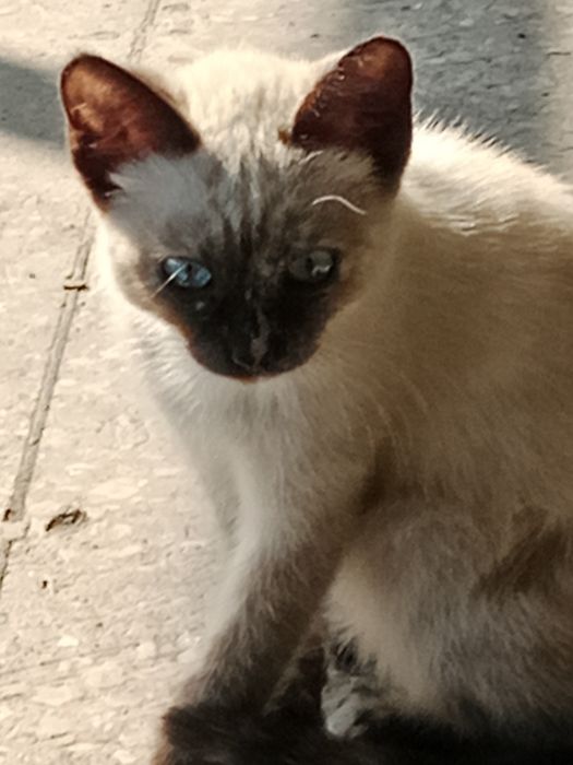 Отдам в хорошие руки котят
