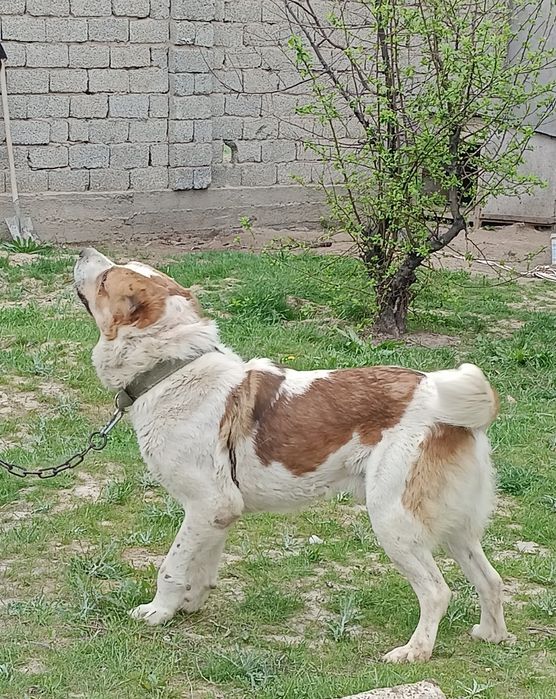 Продается собака Алабай