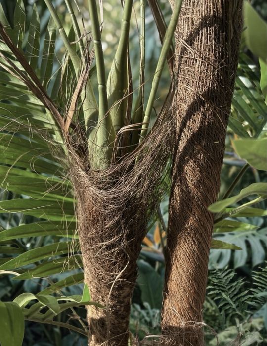 Planta Palmier Artificiala fara Ghiveci 180 cm Verde