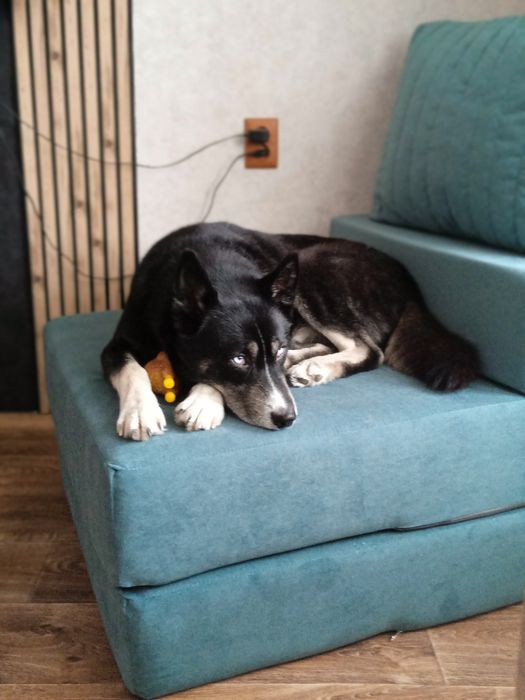 Хаски, вязка, кобель