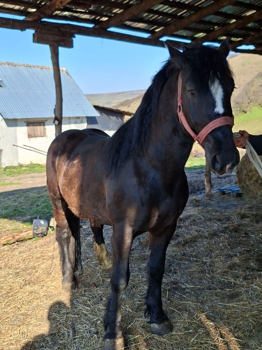 Vând armăsar de 4 ani